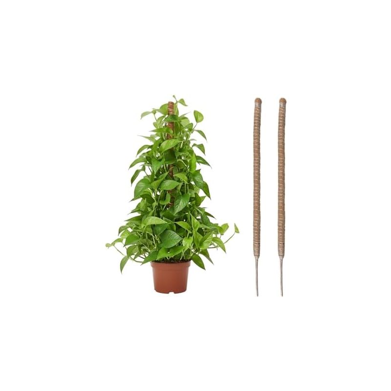 2 Stück Kletterpflanzenstützen Aus Kokosfaser Am Stab, 60 Cm, Wachstumsstütze Für Kletterpflanzen, 4 Mm Breiter, Faltbarer Stab Für Garten Und Monstera -