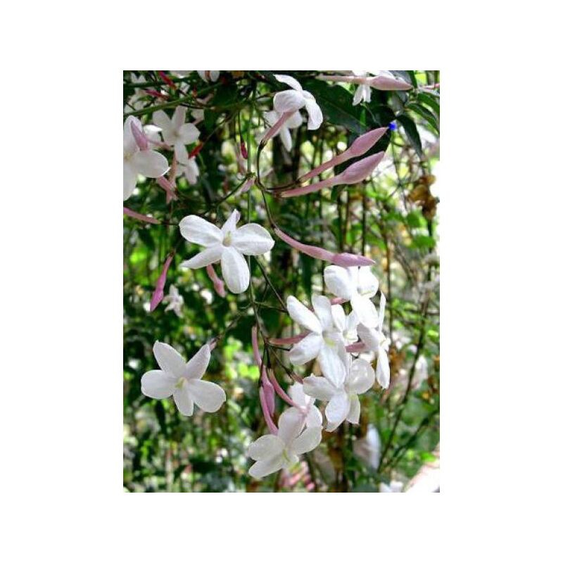 Weißer Jasmin (jasminus Officinalis), 8/9 Cm Topf