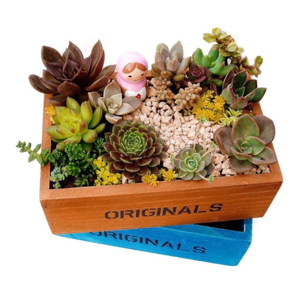 Pflanzkübel Aus Holz Für Sukkulenten, Kakteen, Bonsai, Mikrolandschaften, Blumentöpfe, Pflanztopfdekoration