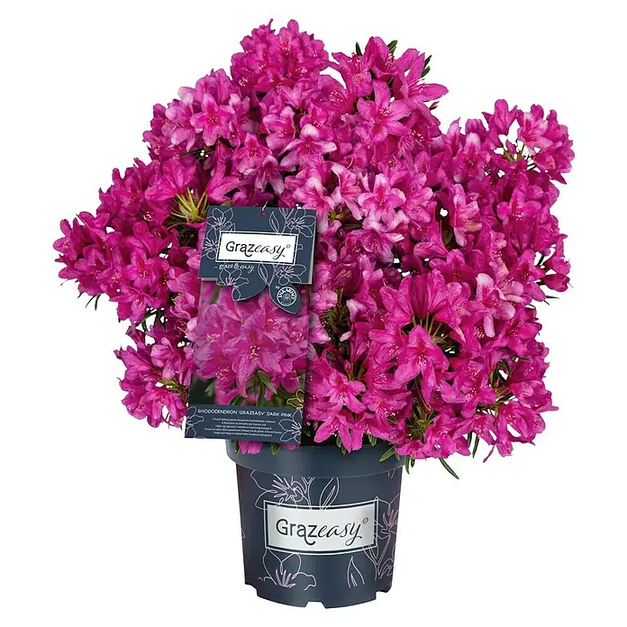 Rhododendron (Rhododendron Grazeasy®, Topfvolumen: 5 l, Blütenfarbe: Violett)
