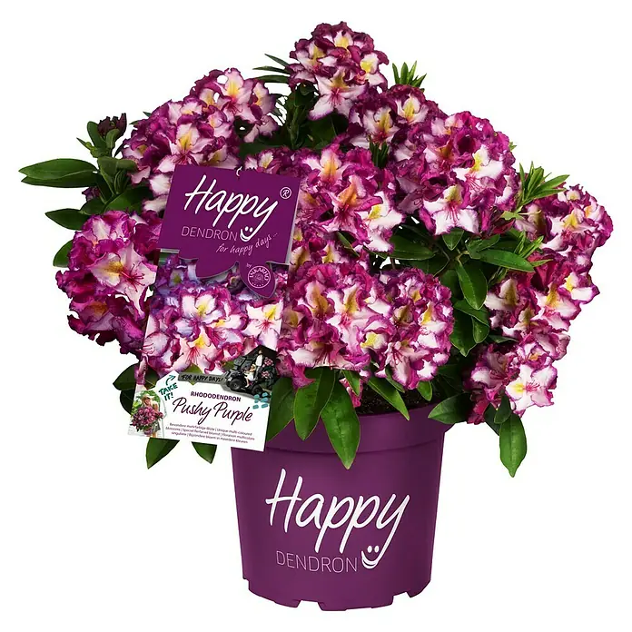 Rhododendron (Rhododendron 'Happydendron' ®, Topfvolumen: 5 l, Blütenfarbe: Pink)