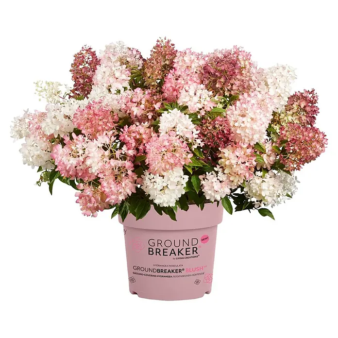 Hortensie (Hydrangea paniculata Groundbreaker®, Topfgröße: 23 cm, Rosa)