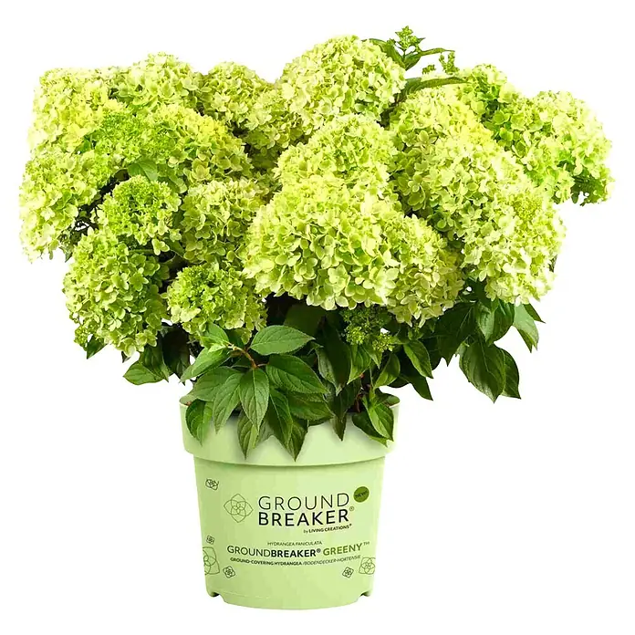 Piardino Hortensie (Hydrangea paniculata Groundbreaker®, Topfgröße: 23 cm, Weiß)