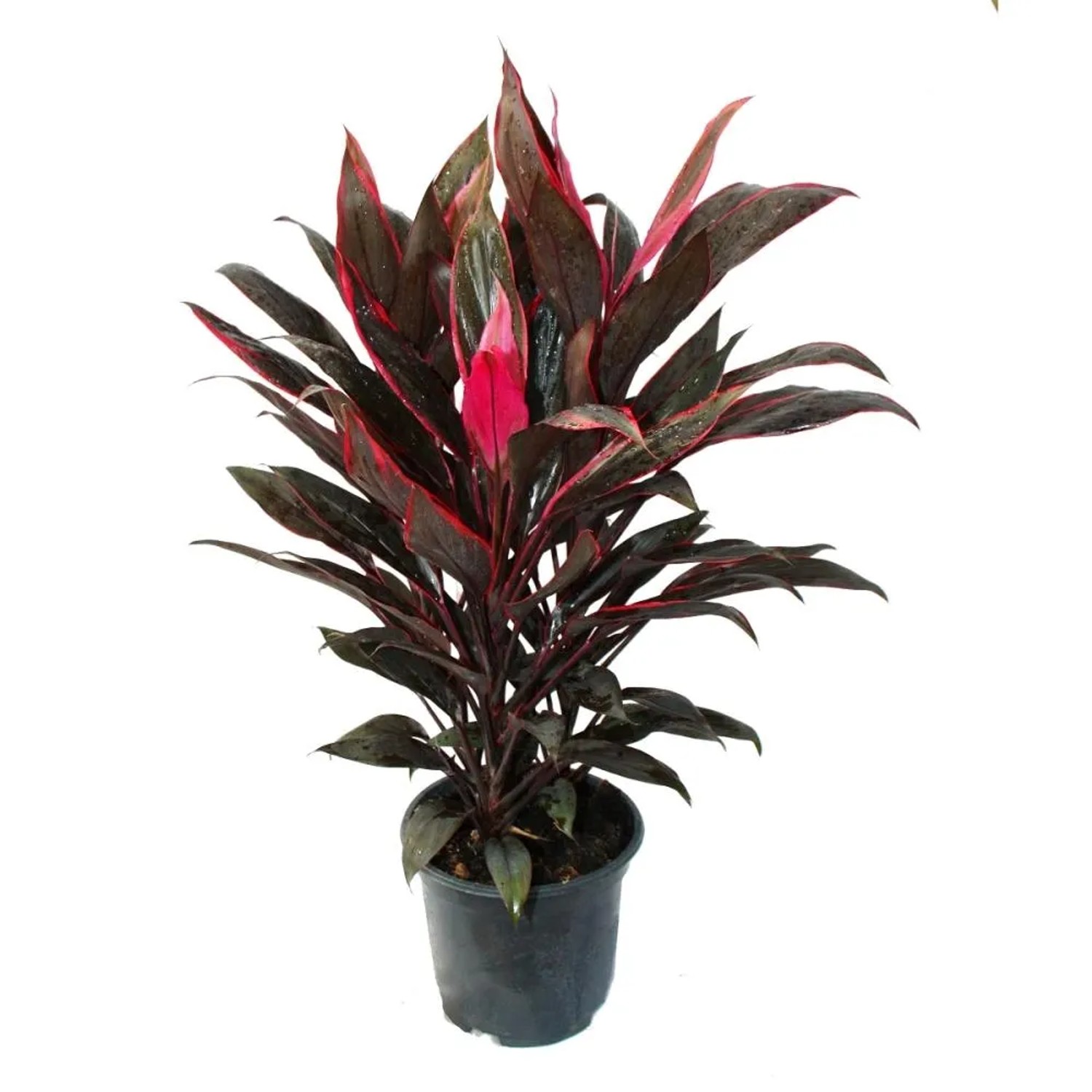 Exotenherz Cordyline Fruticosa Keulenlilie Rot im 19cm Topf