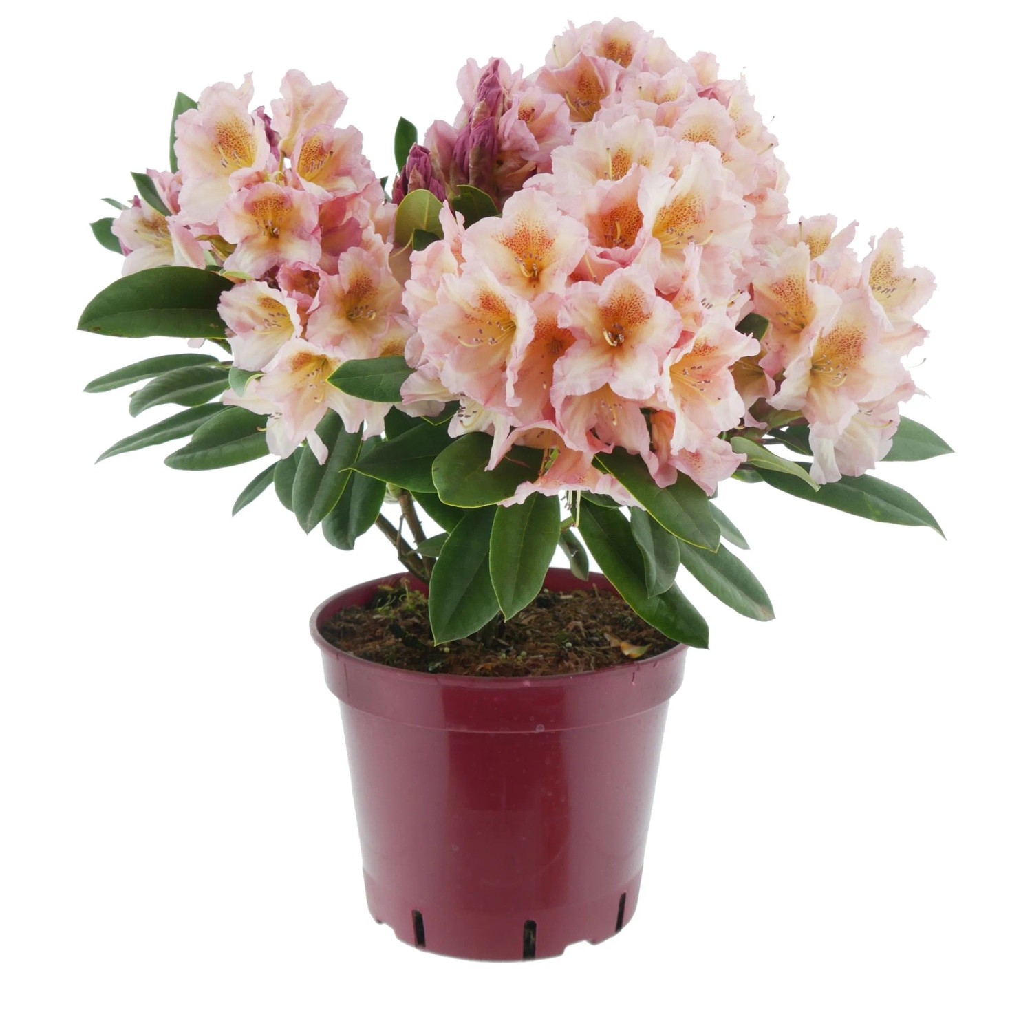 Alpenrose Eyecatcher Blush Hellrosa Höhe 30 - 40 cm Topf ca. 5, Rhododendron