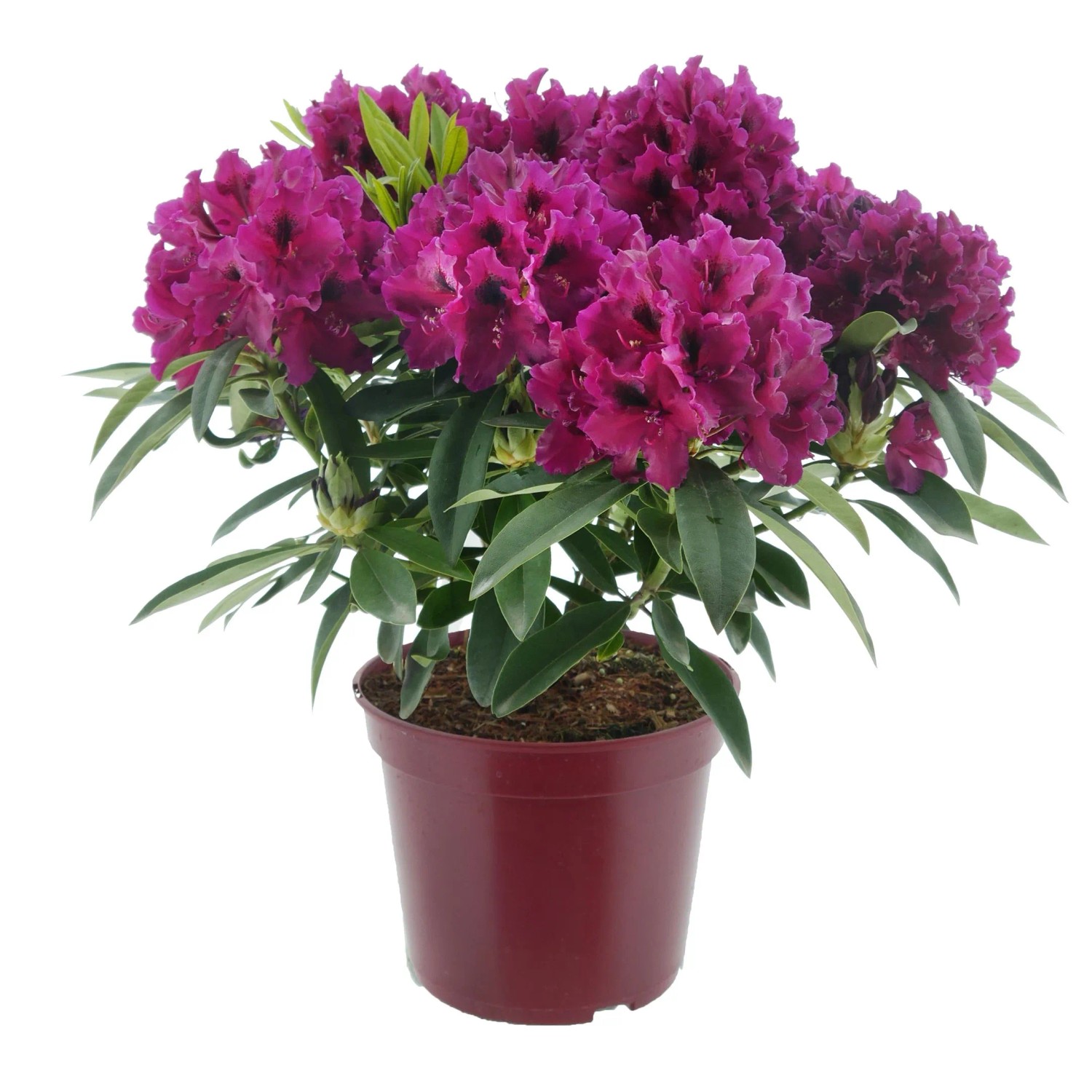 Alpenrose Eyecatcher Ember Dunkelrot Höhe 30 - 40 cm Topf ca. 5, Rhododendron
