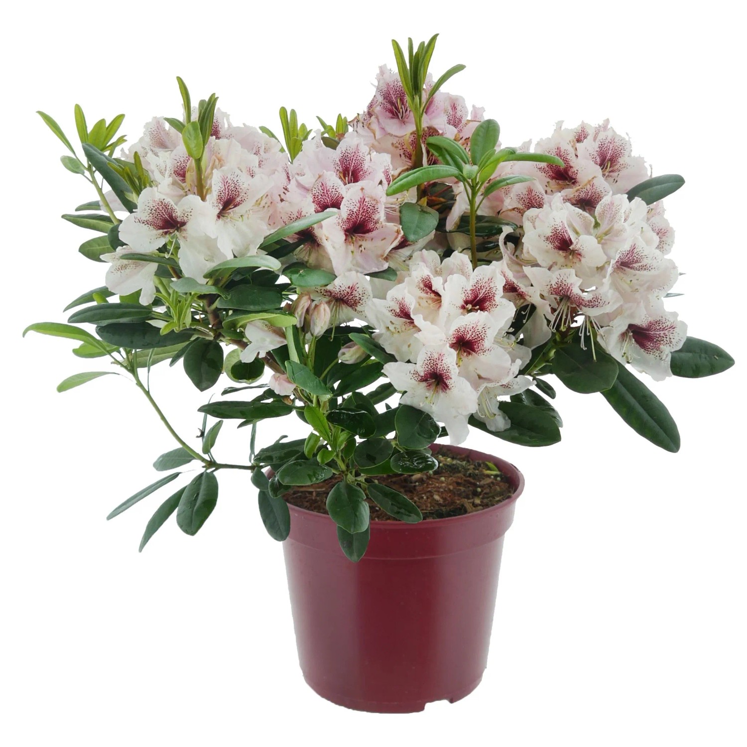 Alpenrose Eyecatcher Daylight Cremeweiß Höhe 30 - 40 cm Topf 5, Rhododendron