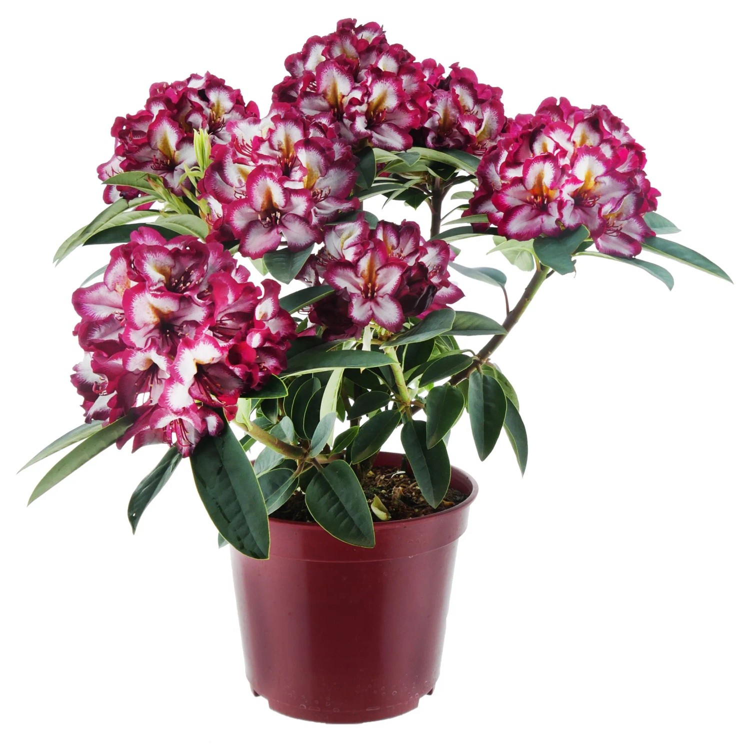Alpenrose Eyecatcher Exotic Bunt Höhe ca. 30 - 40 cm Topf ca. 5, Rhododendron