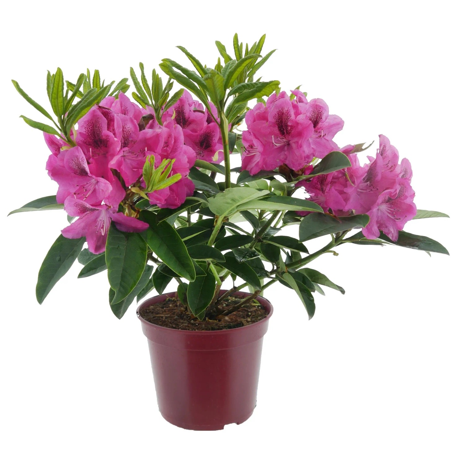 Alpenrose Eyecatcher Sundowner Pink Höhe 30 - 40 cm Topf ca. 5, Rhododendron