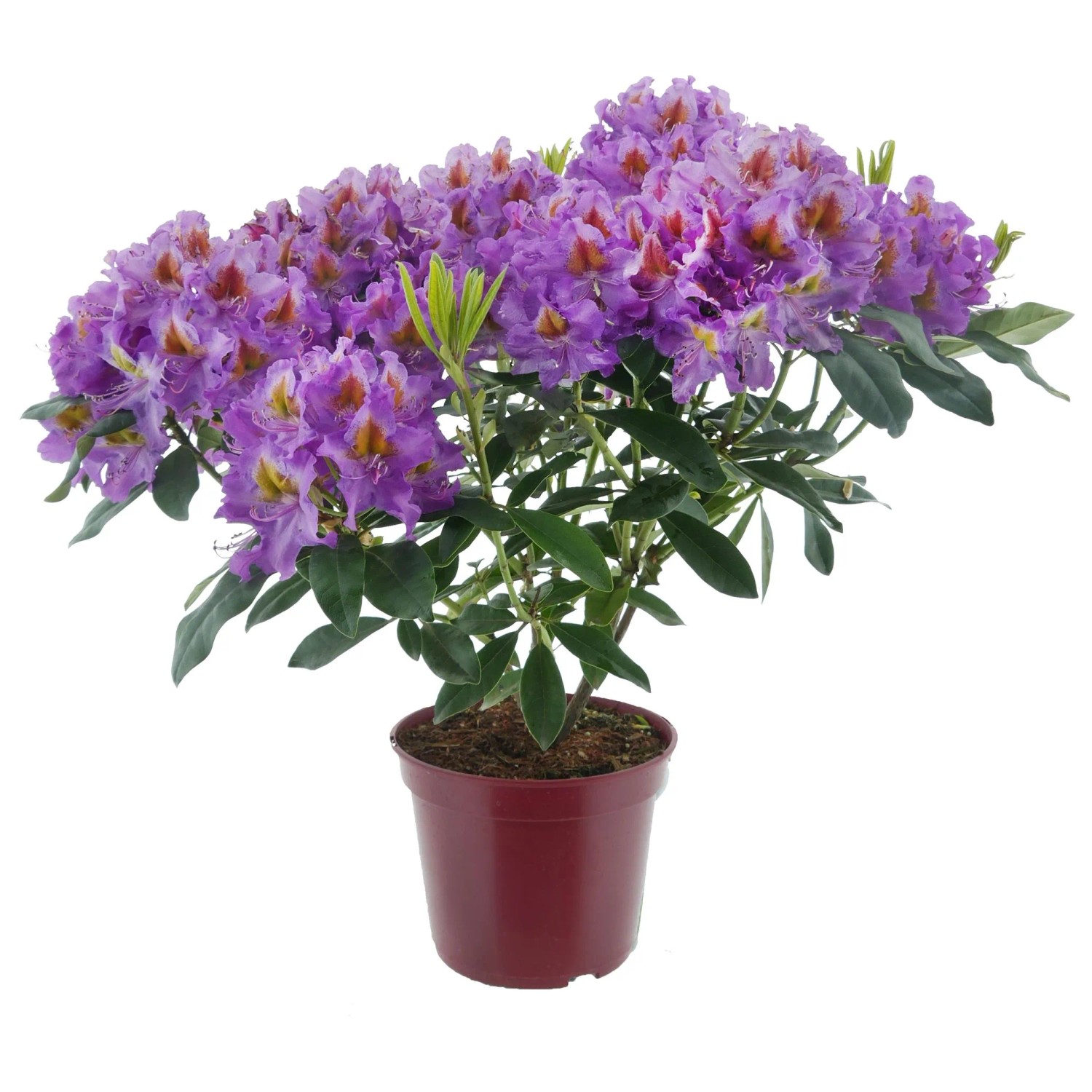 Alpenrose Eyecatcher Sunkiss Violett Höhe 30 - 40 cm Topf ca. 5, Rhododendron