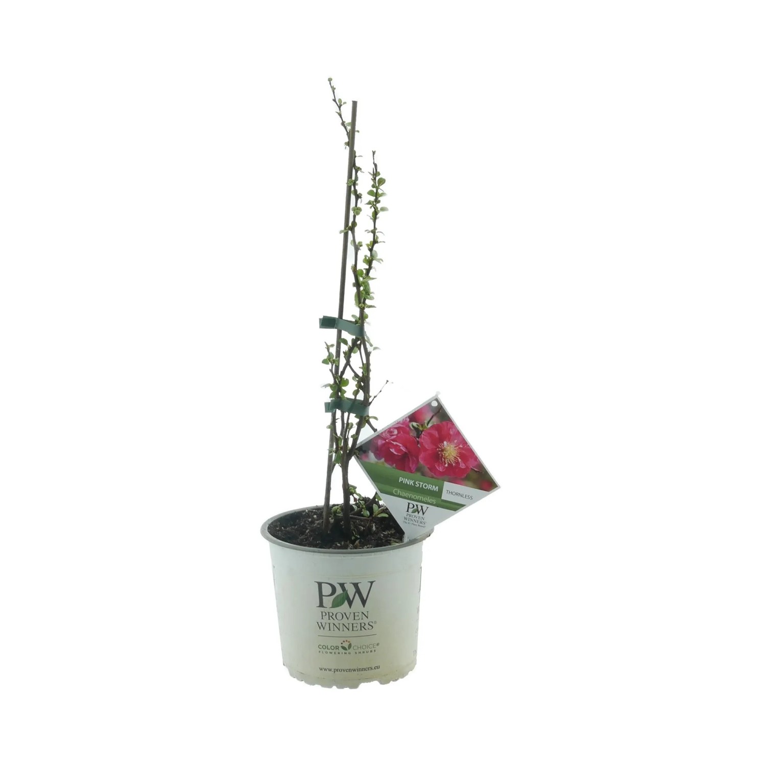 Chinesische Zierquitte Pink Storm Höhe ca. 30 - 40 cm Topf 3,5, Chaenomeles