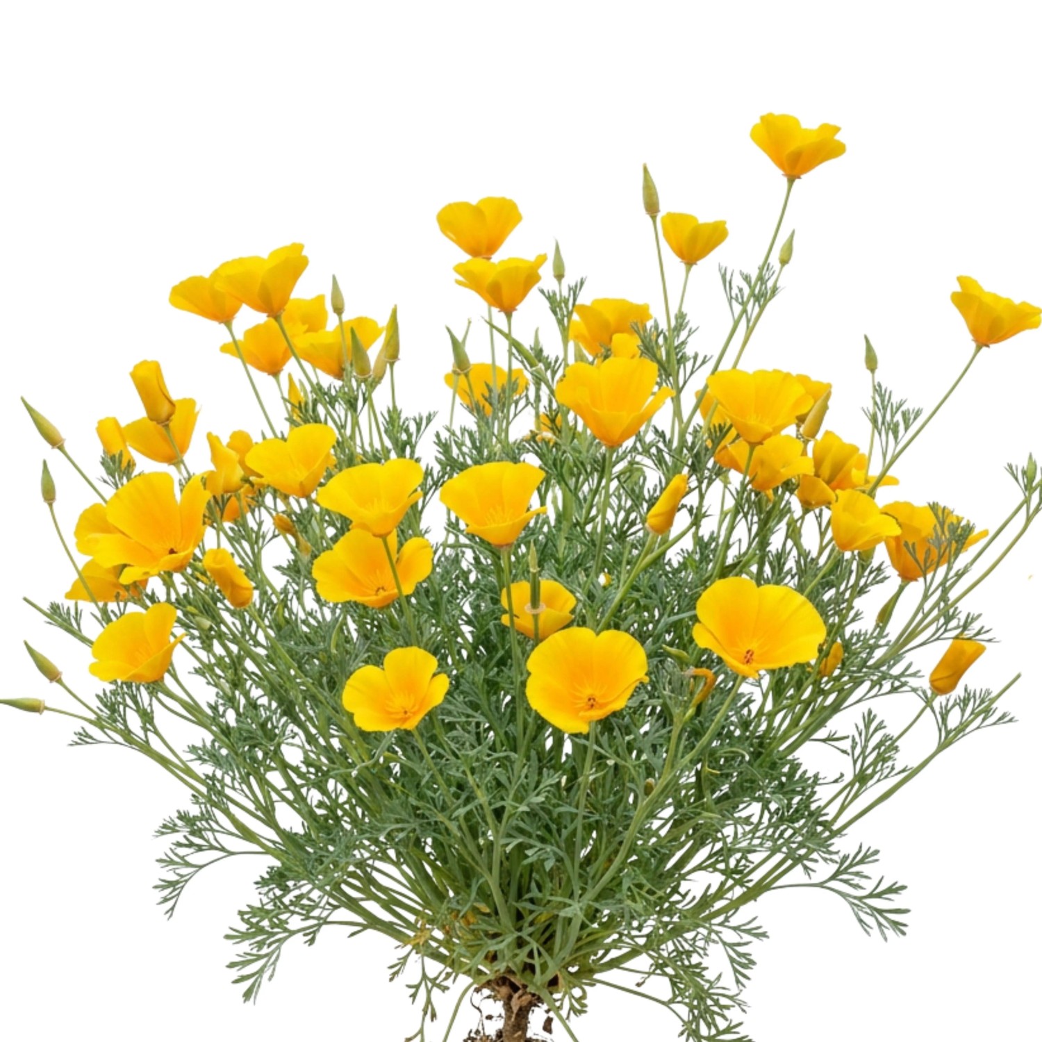LaCaTho Goldmohn Samen Eschscholzia Californica 150 Samen Gelb-Orange Blüten