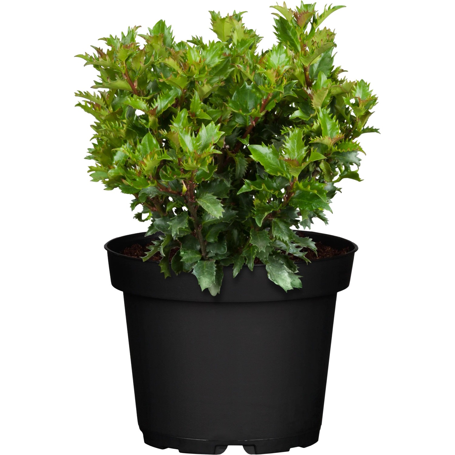 GROW by OBI Ilex Little Rascal Höhe ca. 20 - 30 cm Topf ca. 2, Ilex meserveae