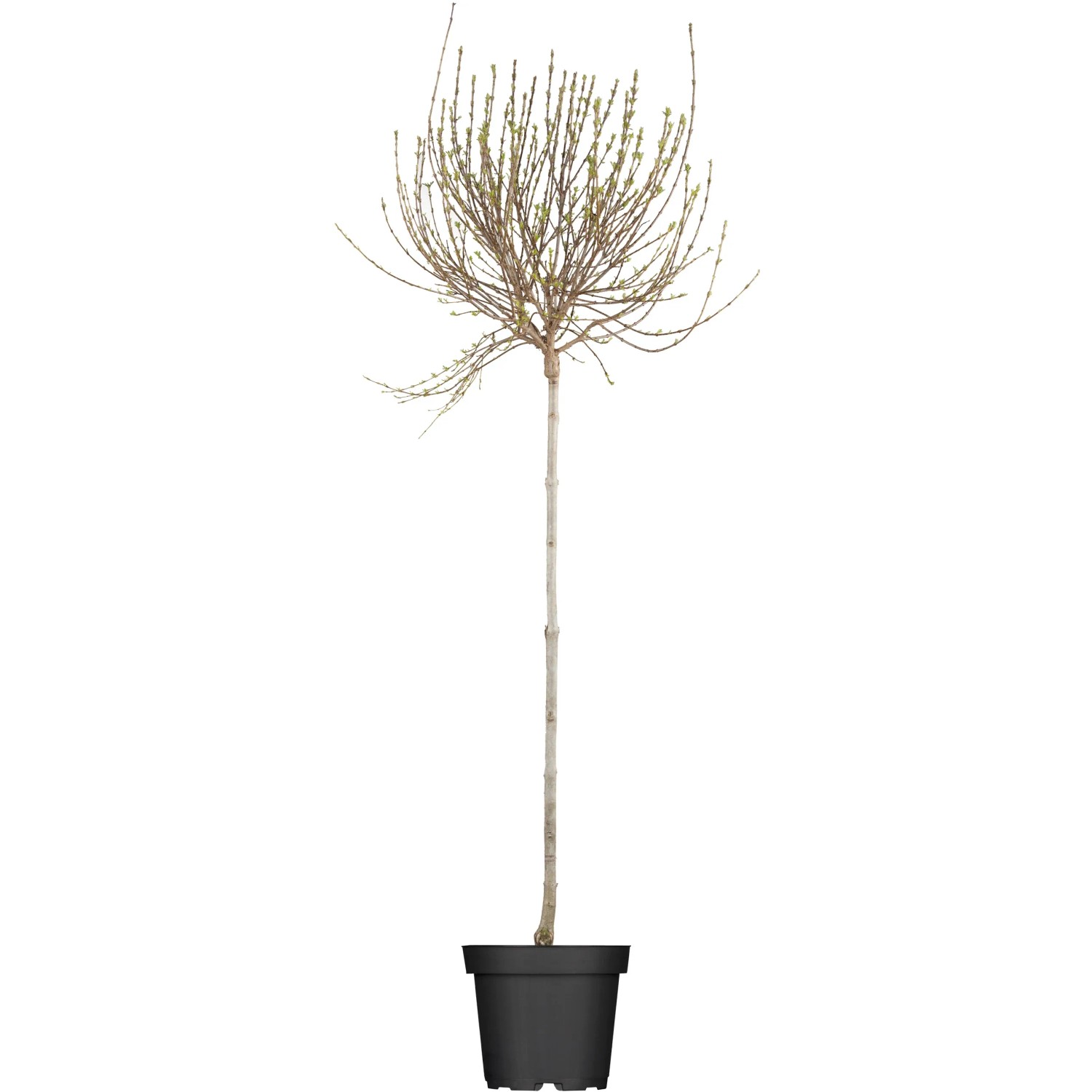 OBI Afghanischer Flieder Lila Höhe ca. 50 - 60 cm Topf ca. 3,5, Syringa