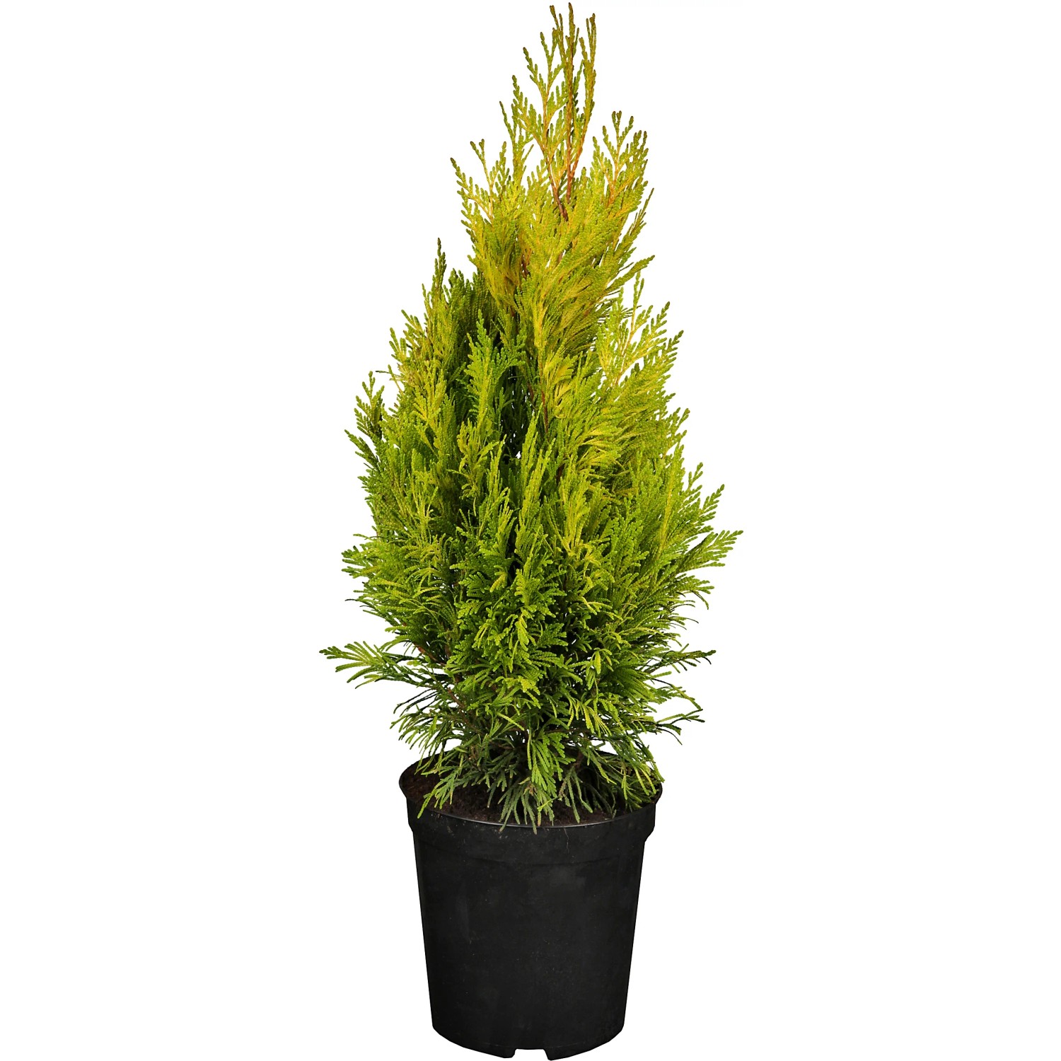 GROW by OBI Gelber Riesen-Lebensbaum 4ever Goldy Höhe ca. 20-30 cm Topf ca. 2,