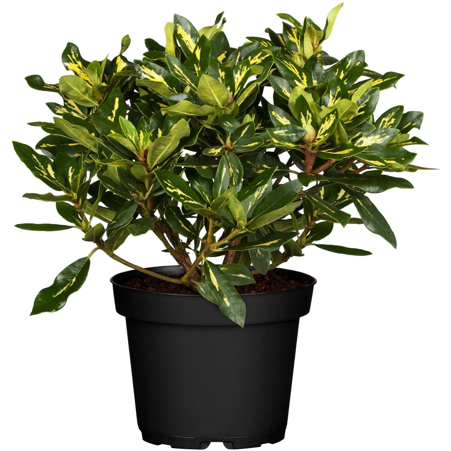 OBI Rhododendron Goldflimmer Rosa Höhe 30 - 40 cm Topf ca. 5,