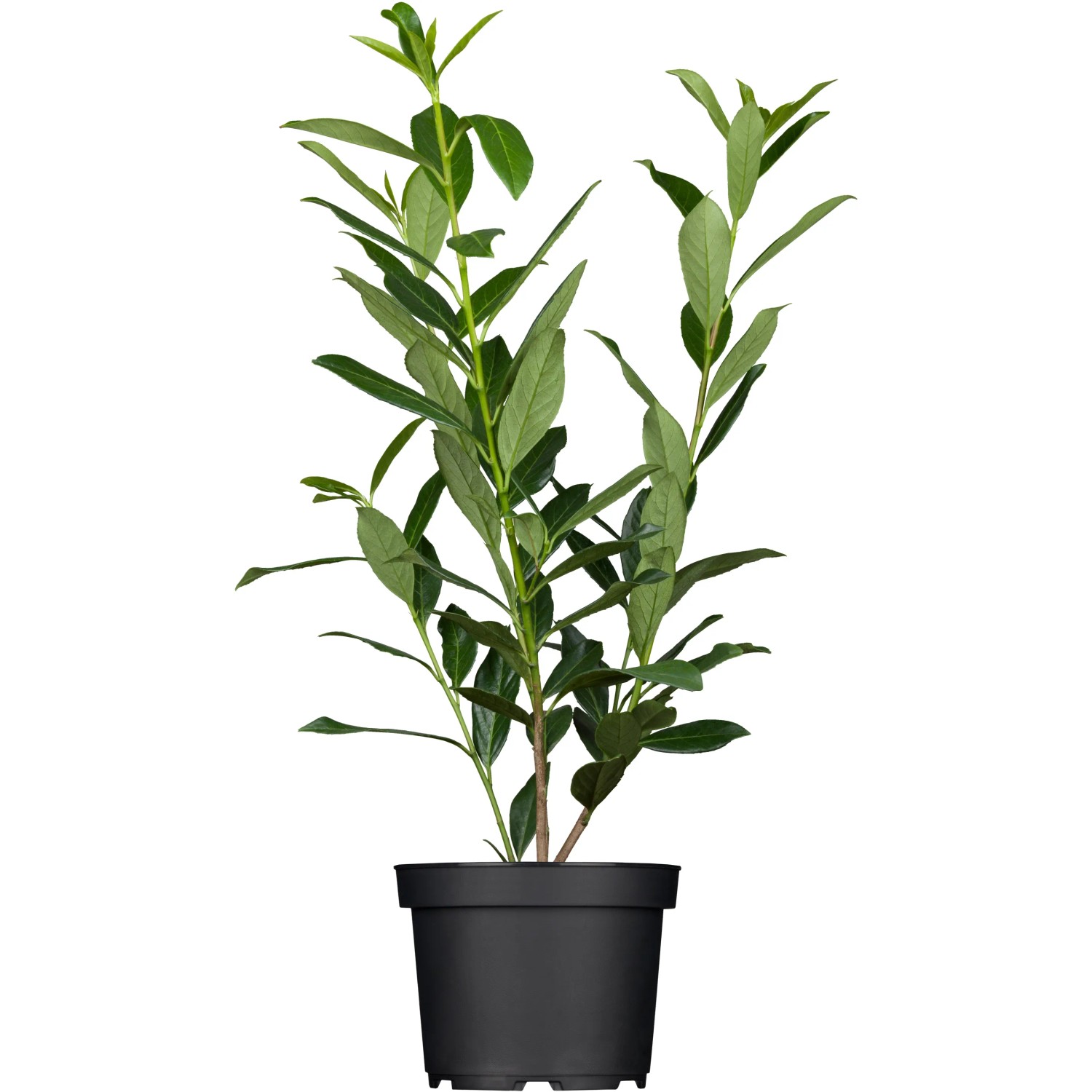 OBI Kirschlorbeer Caucasica Höhe ca. 80 - 100 cm Topf ca. 7,5, Prunus