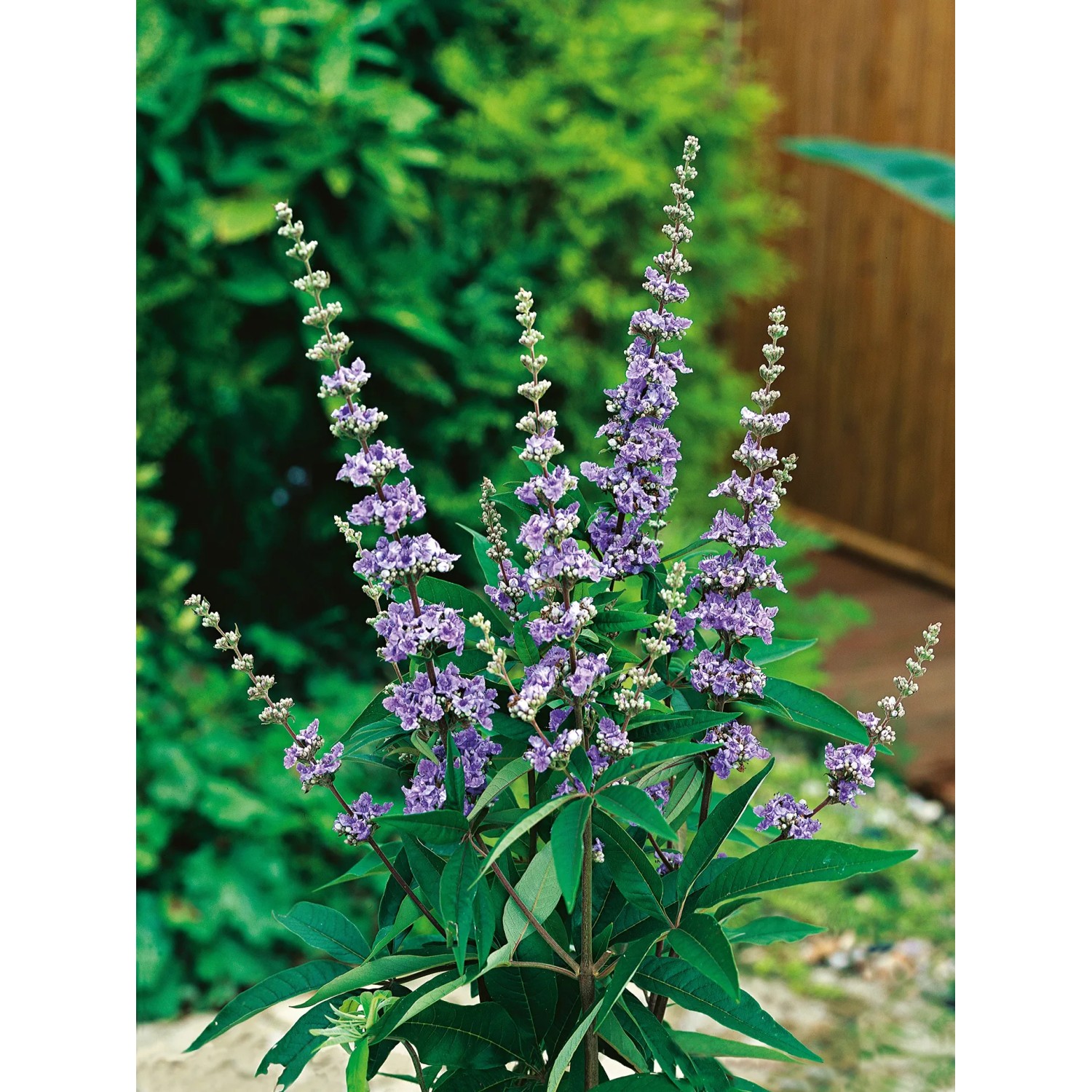 OBI Mönchspfeffer Blau Höhe ca. 40 - 50 cm Topf ca. 3, Vitex
