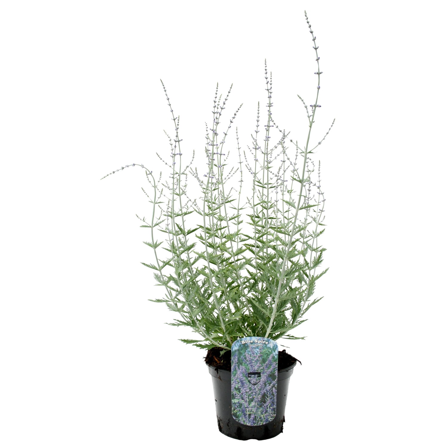 GROW by OBI Blauraute Prime Time Höhe ca. 20 - 30 cm Topf ca. 2,3, Perovskia