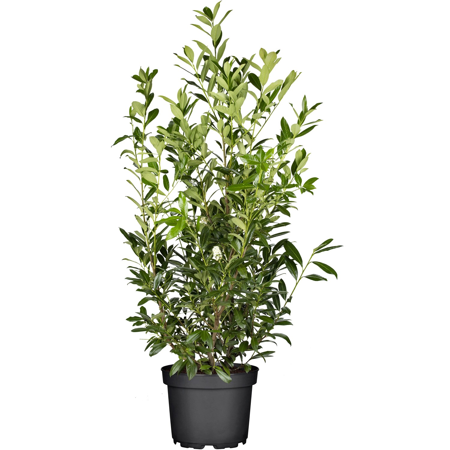 GROW by OBI Kirschlorbeer Caucasica Höhe ca. 100 cm Topf ca. 10, Prunus