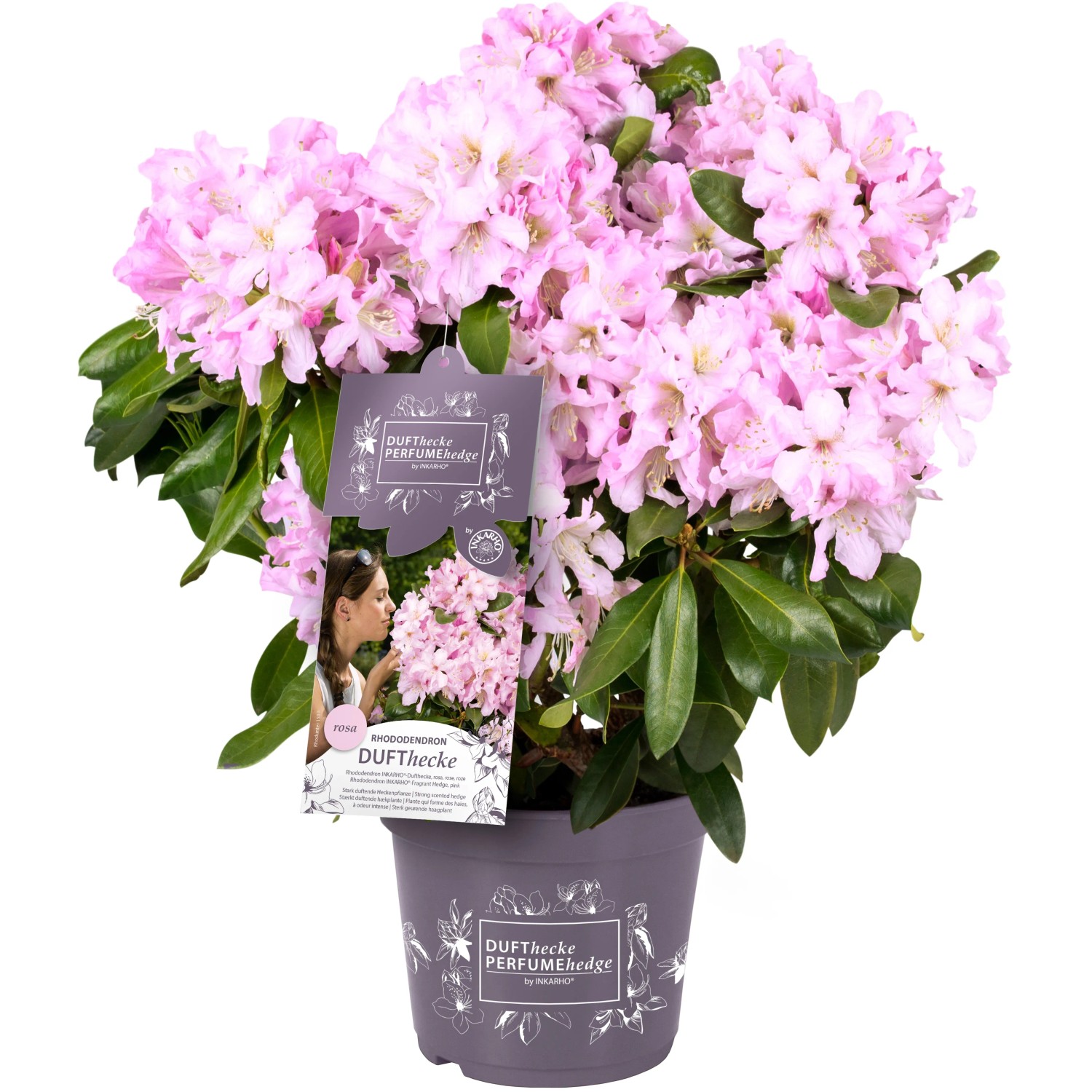 Rhododendron Inkarho-Dufthecke Topf ca. 5, Rhododendron Hybride