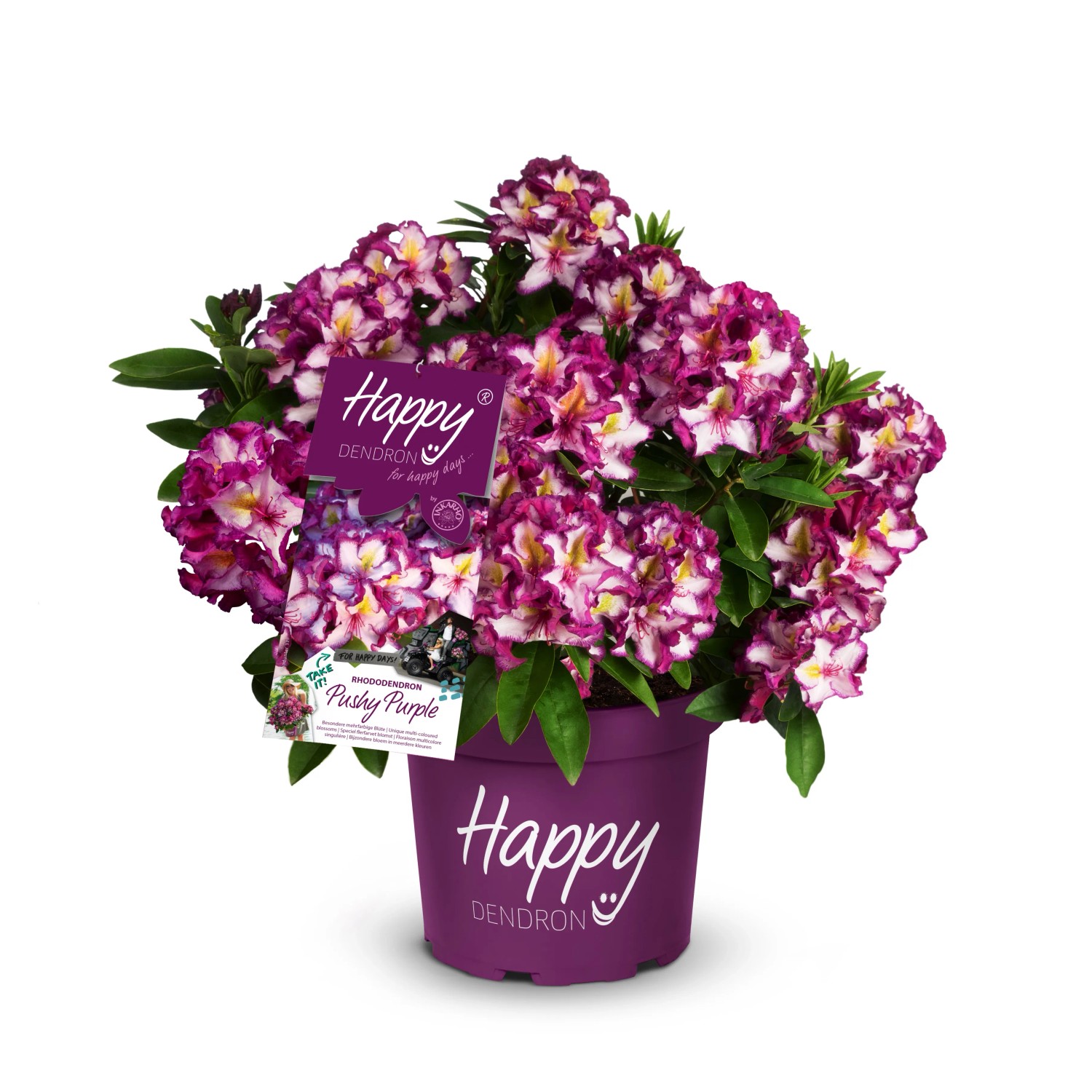 Rhododendron Happydendron® Lila Höhe ca. 30-40 cm Topf ca. 5, Rhododendron