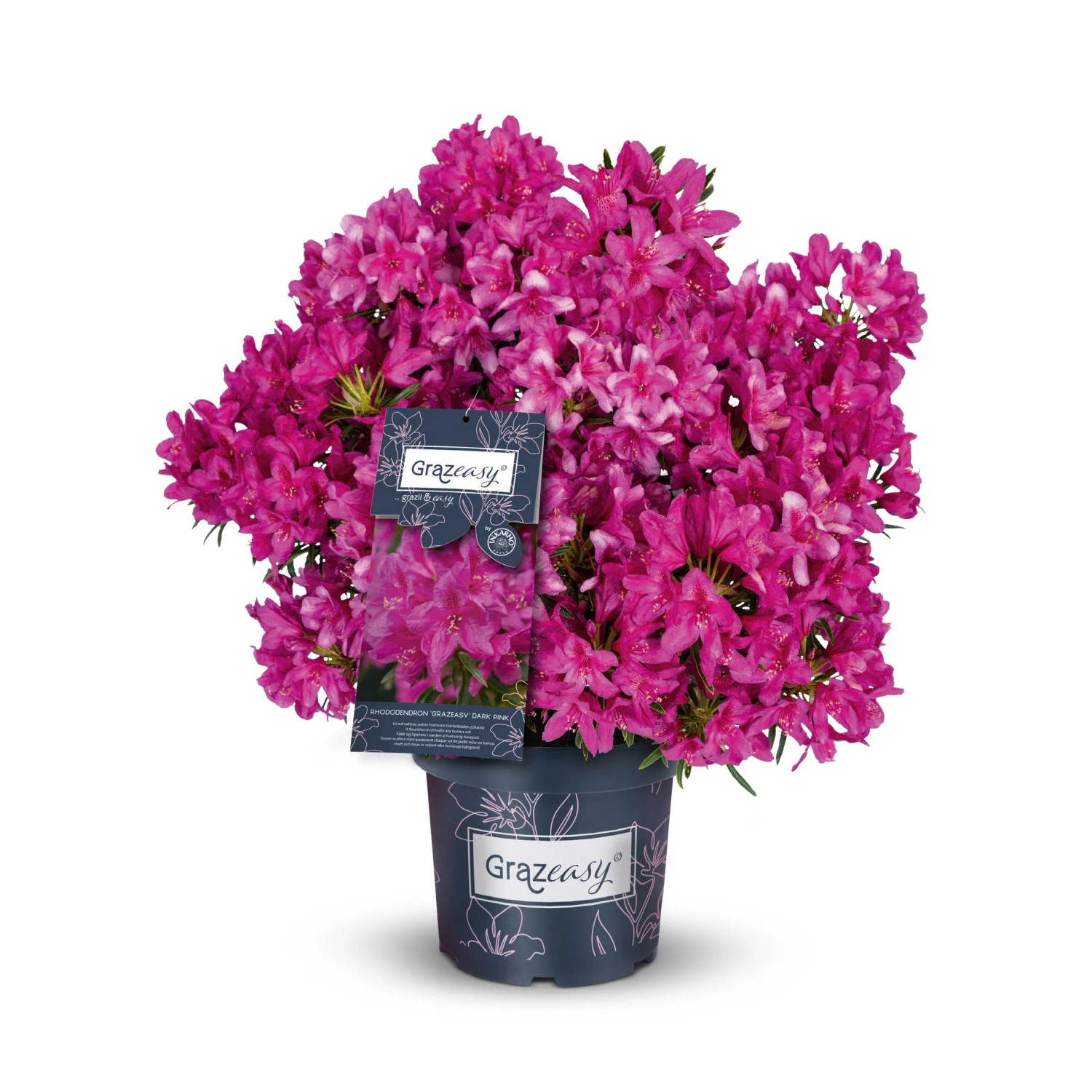 Rhododendron Grazeasy® Rosa Höhe ca. 30-40 cm Topf ca. 5, Rhododendron