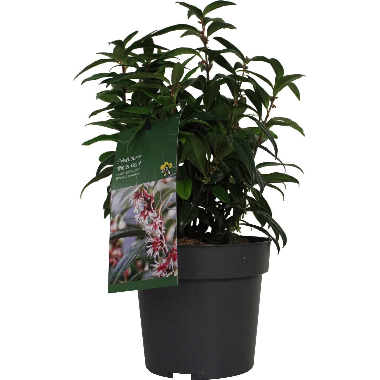 GROW by OBI Duft-Fleischbeere Winter Gem Höhe ca. 20 - 30 cm Topf ca. 3,4,