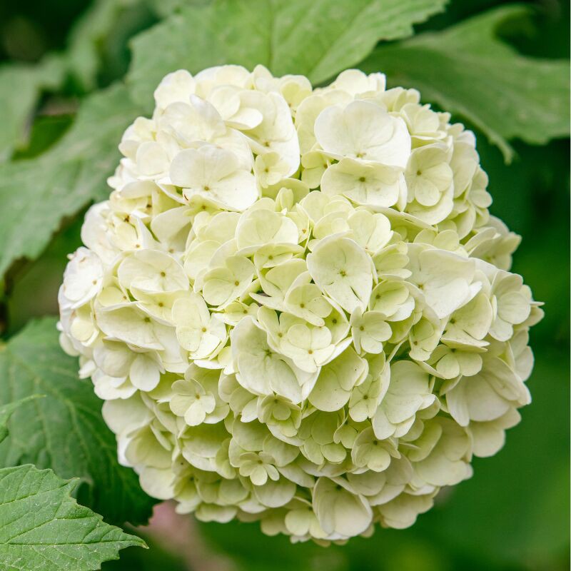 Hortensie 'sister Therese' (baumhortensie 'sister Therese') - Topf 3l