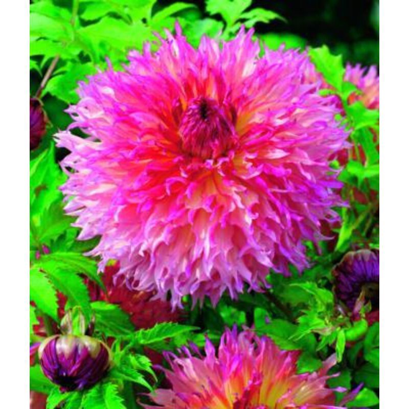 Dekorative Dahlie Pineland Princess – Die Zwiebel