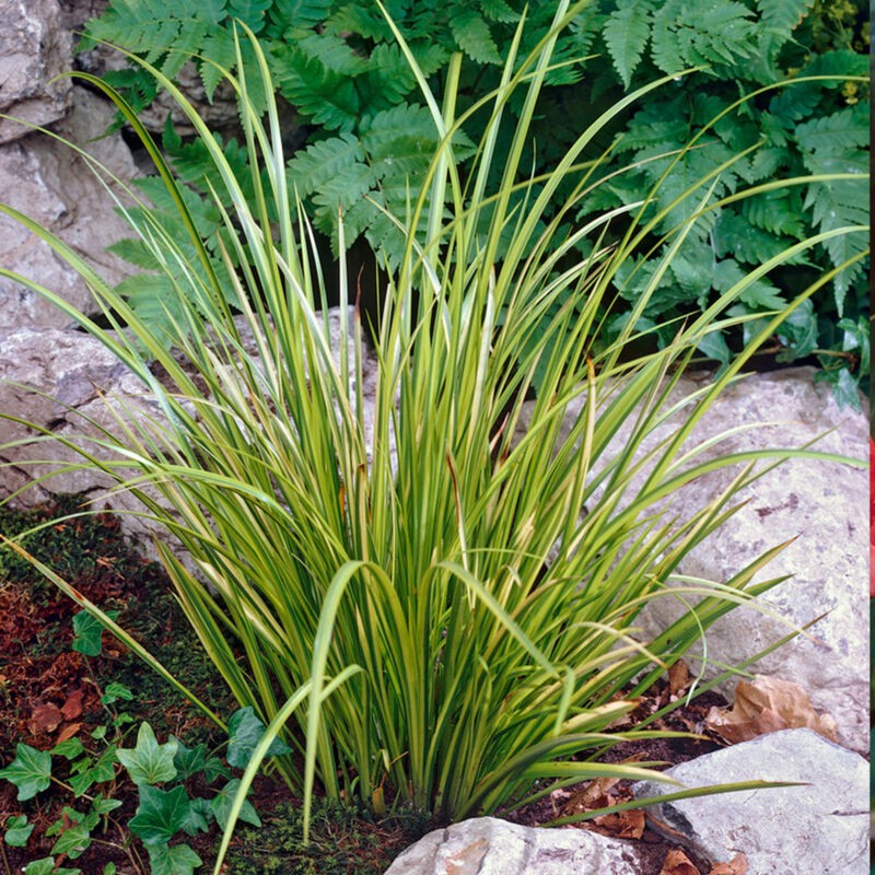 - Acorus Ogon - Zwerg-kalmus - Teichpflanze - Frostbeständig - 10-20 Cm Hoch - 9 Cm Topf