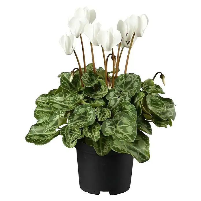 Piardino Zimmer-Alpenveilchen (Cyclamen, Topfgröße: 13 cm)
