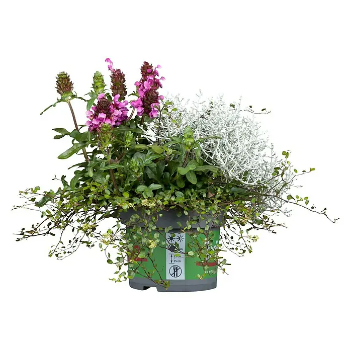 Piardino Stauden-Mix Triolino Herbst (Topfgröße: 13 cm, Blütenfarbe: Sortenabhängig)