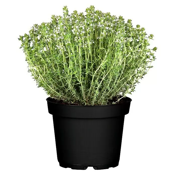 Piardino Echter Thymian (Thymus vulgaris, Topfgröße: 13 cm)