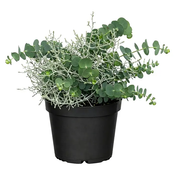 Piardino Eukalyptus mit Calocephalus (Topfgröße: 13 cm)