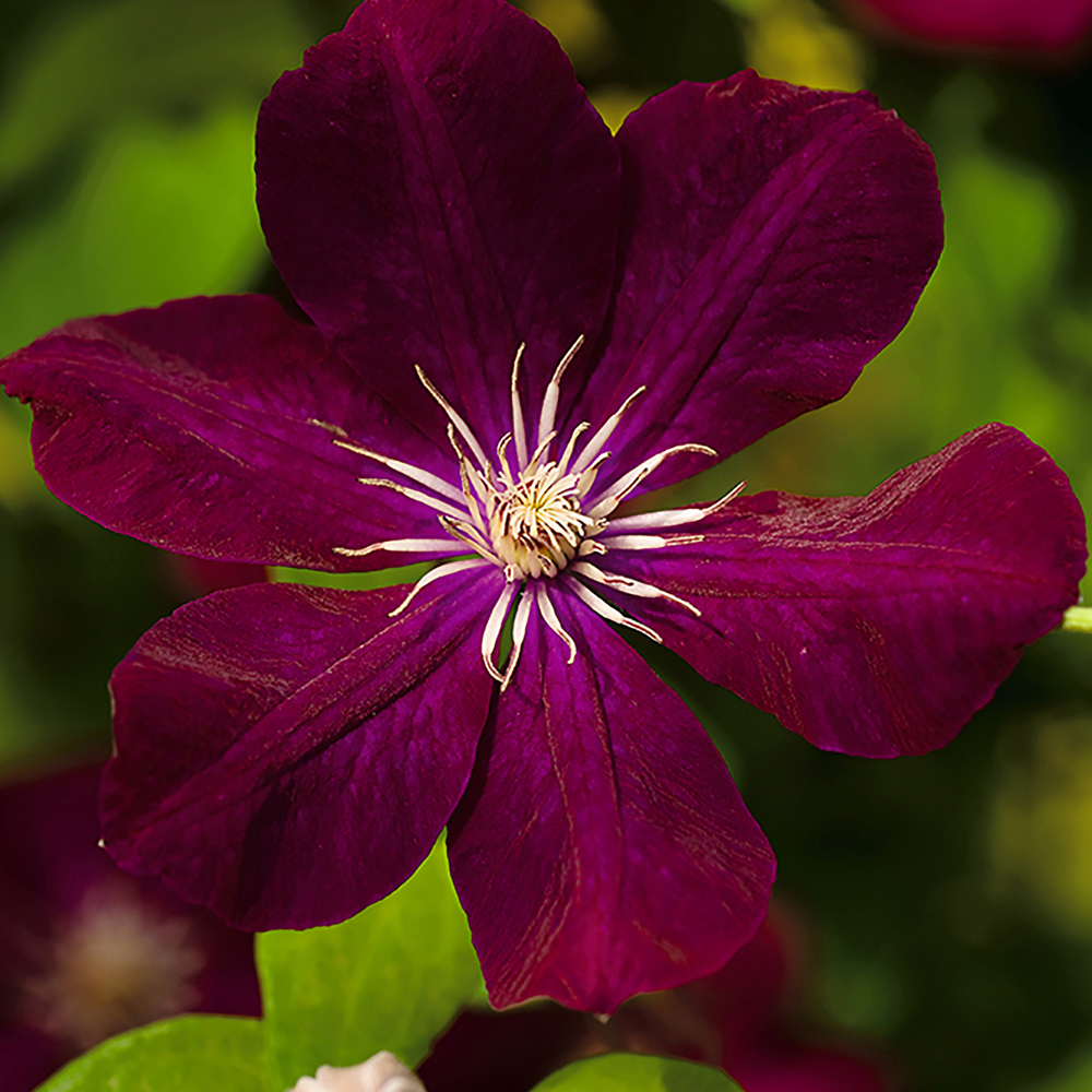 toom Clematis "Rouge Cardinal