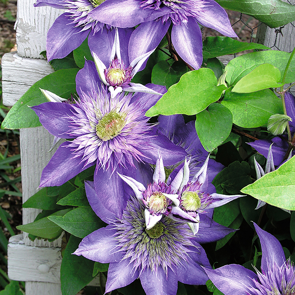 toom Clematis "Multi Blue