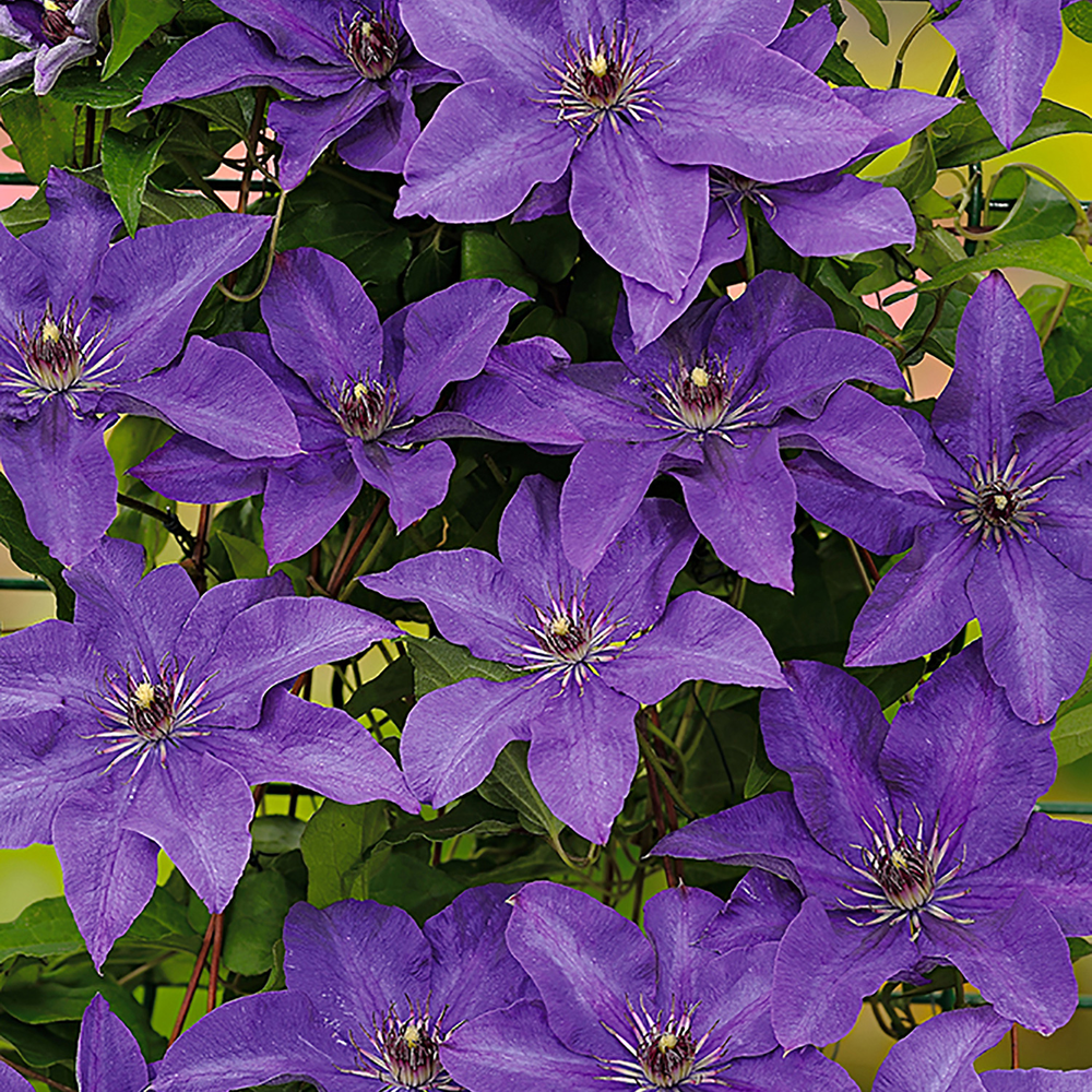 toom Clematis 'The President' blau 14 cm Topf
