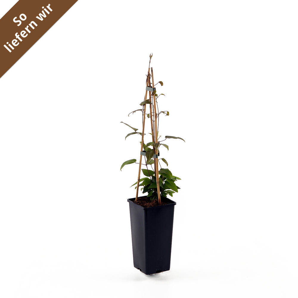 toom Clematis 'The President' blau 14 cm Topf Bild 2