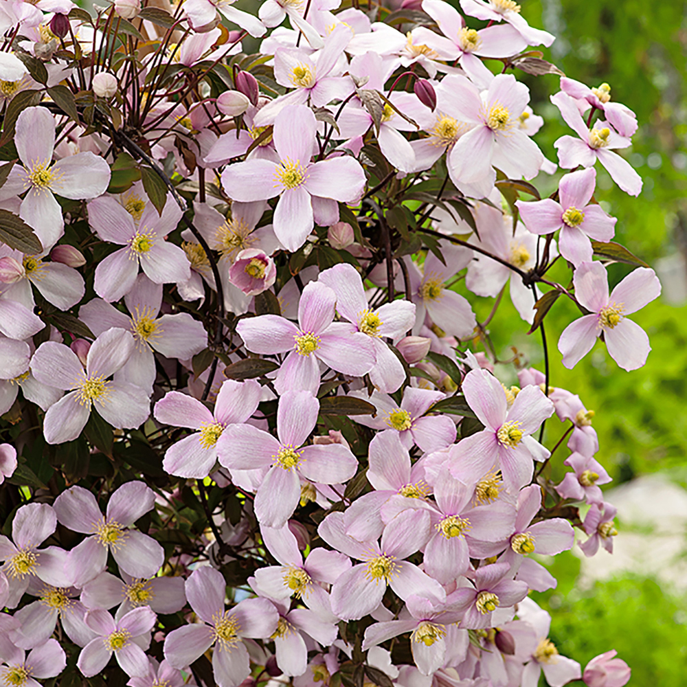 toom Clematis 'Rubens' rosa 14 cm Topf