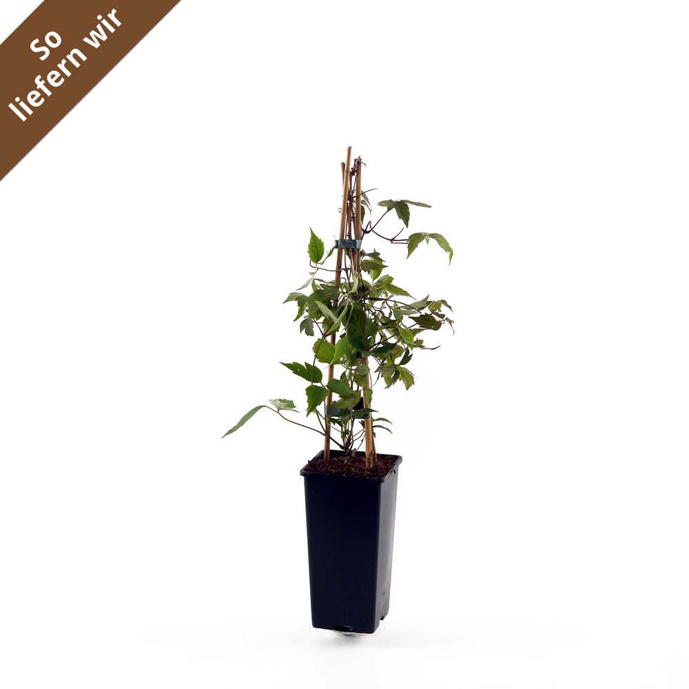 toom Clematis 'Rubens' rosa 14 cm Topf Bild 2