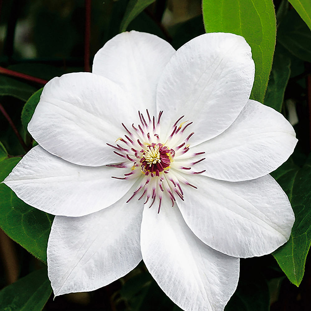 toom Clematis 'Miss Bateman' weiß 14 cm Topf