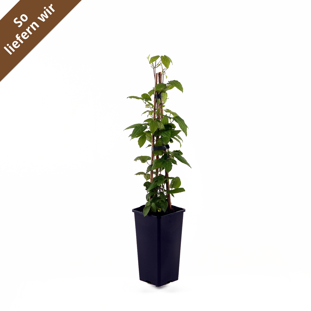 toom Clematis 'Miss Bateman' weiß 14 cm Topf Bild 2
