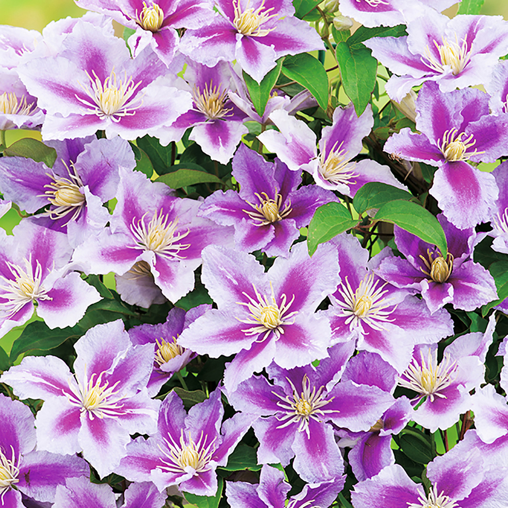 toom Clematis 'Piilu' weiß/rosa 14 cm Topf