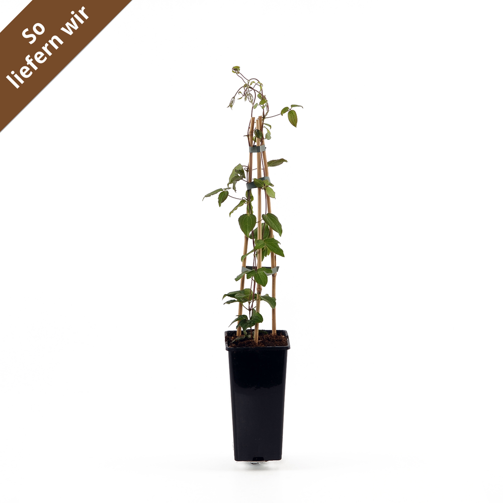 toom Clematis 'Piilu' weiß/rosa 14 cm Topf Bild 2