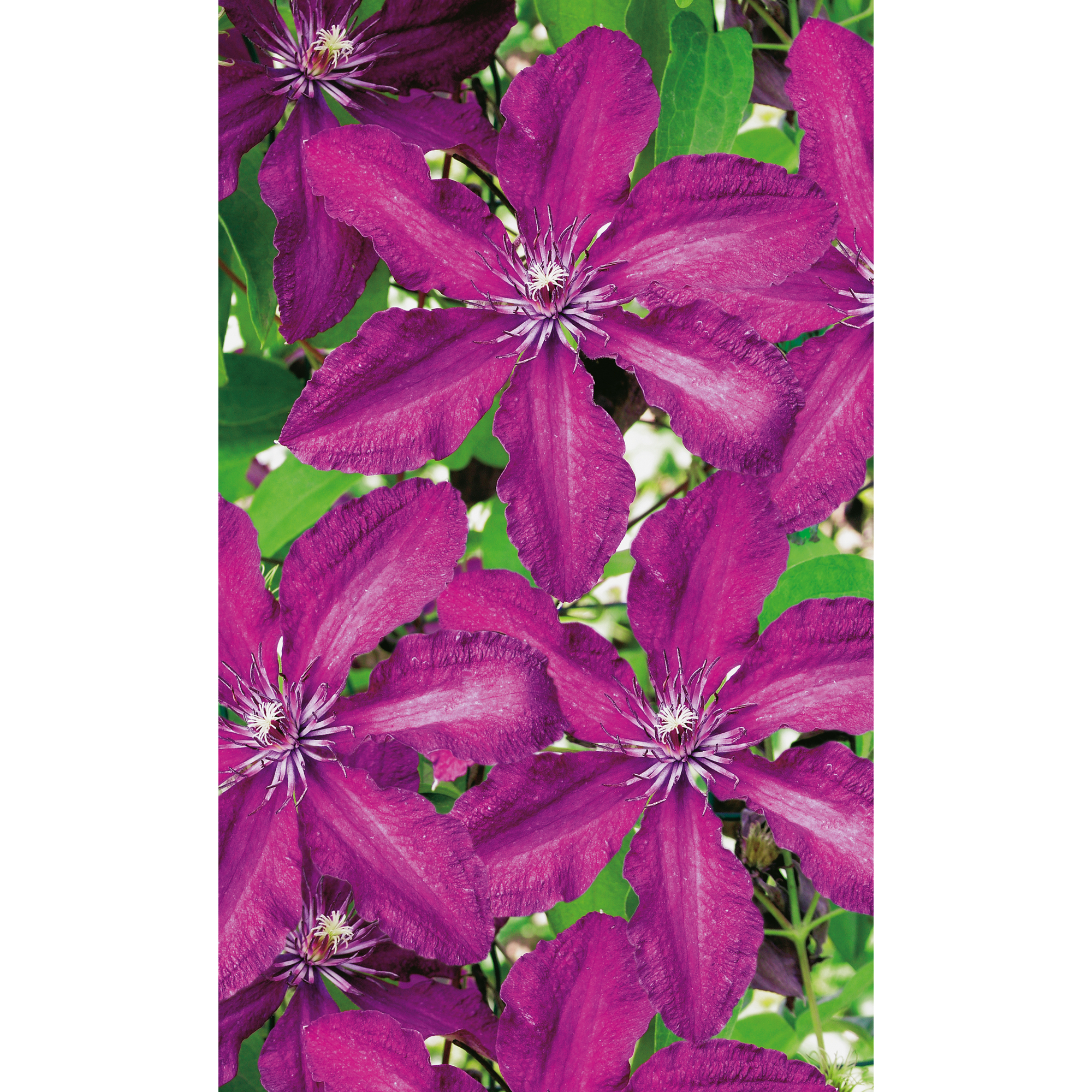 Waldrebe 'Rüütel', 14 cm Topf