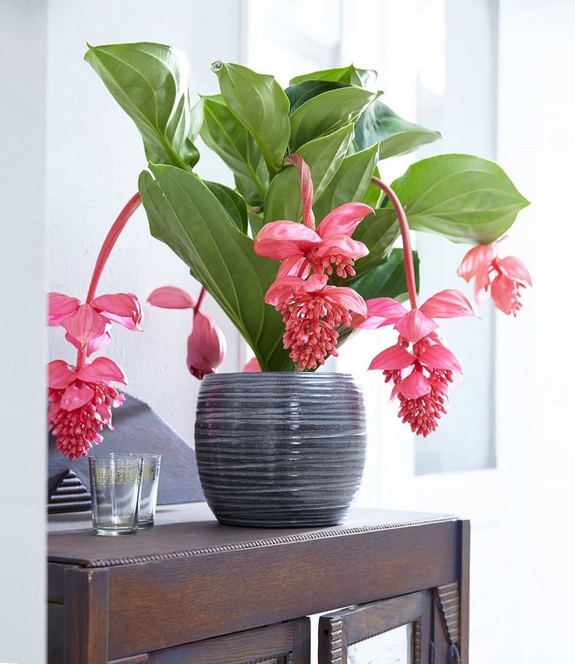 BALDUR Garten Zimmerpflanze Medinilla 'Bel Air', 1 St., Piccolinii, pflegeleicht