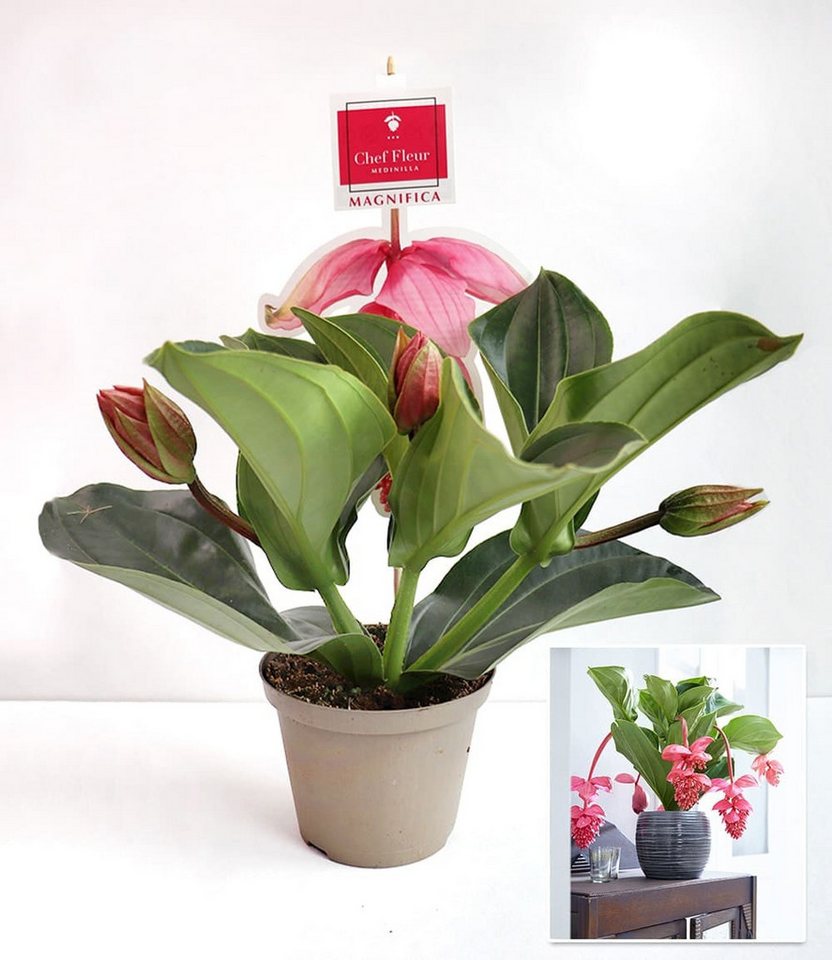 BALDUR Garten Zimmerpflanze Medinilla 'Bel Air', 1 St., Piccolinii, pflegeleicht Bild 2