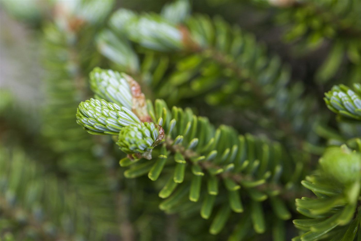 Pflanzen für Dich Konifere Abies koreana Molli, 1 St., Koreanische Tanne, kompakt, violette Zapfen
