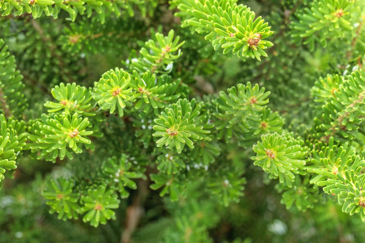 Pflanzen für Dich Konifere Abies koreana Molli, 1 St., Koreanische Tanne, kompakt, violette Zapfen Bild 2